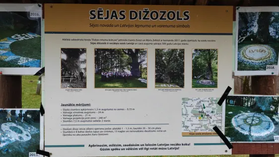 Sējas dižozols