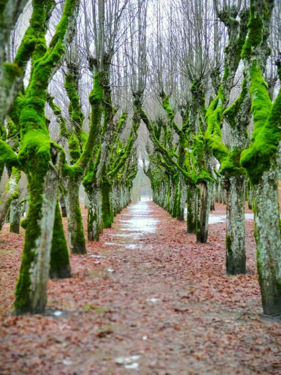 Katvaru muižas parks