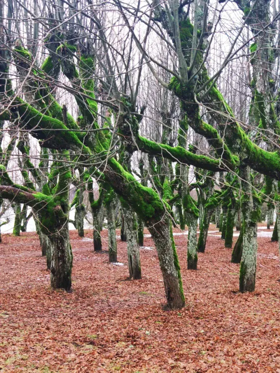 Katvaru muižas parks