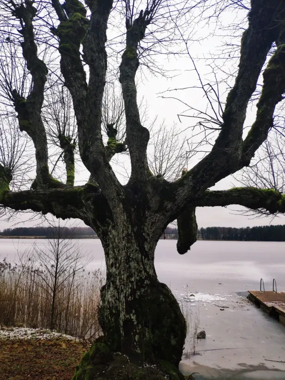 Katvaru muižas parks