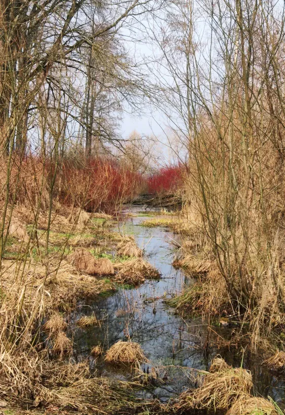 Burtnieki un Burtnieku ezers