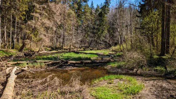 Mākslas taka Valguma mežā