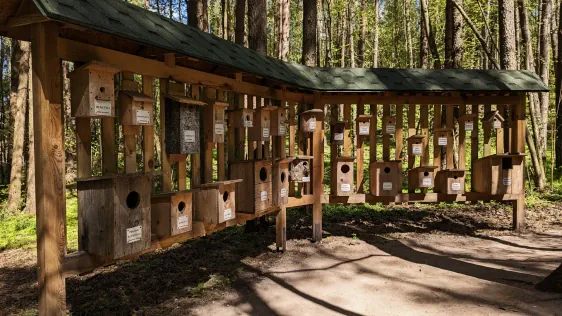 Pastaigu taka koku galotnēs (Medžių lajų takas)