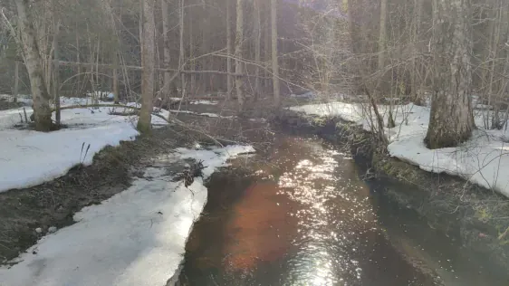 Laiksāres palieņu mežu mācību taka