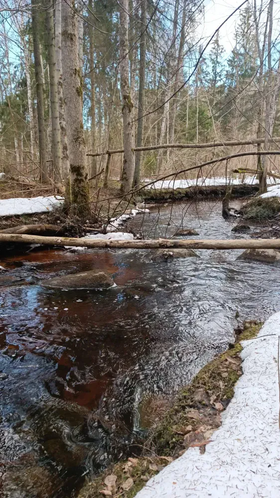 Laiksāres palieņu mežu mācību taka