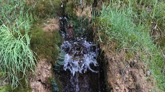 Reuges (Rõuge) skatu tornis "Pesapuu"