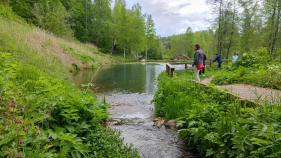 Reuges (Rõuge) skatu tornis "Pesapuu"