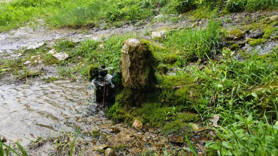 Reuges (Rõuge) skatu tornis "Pesapuu"