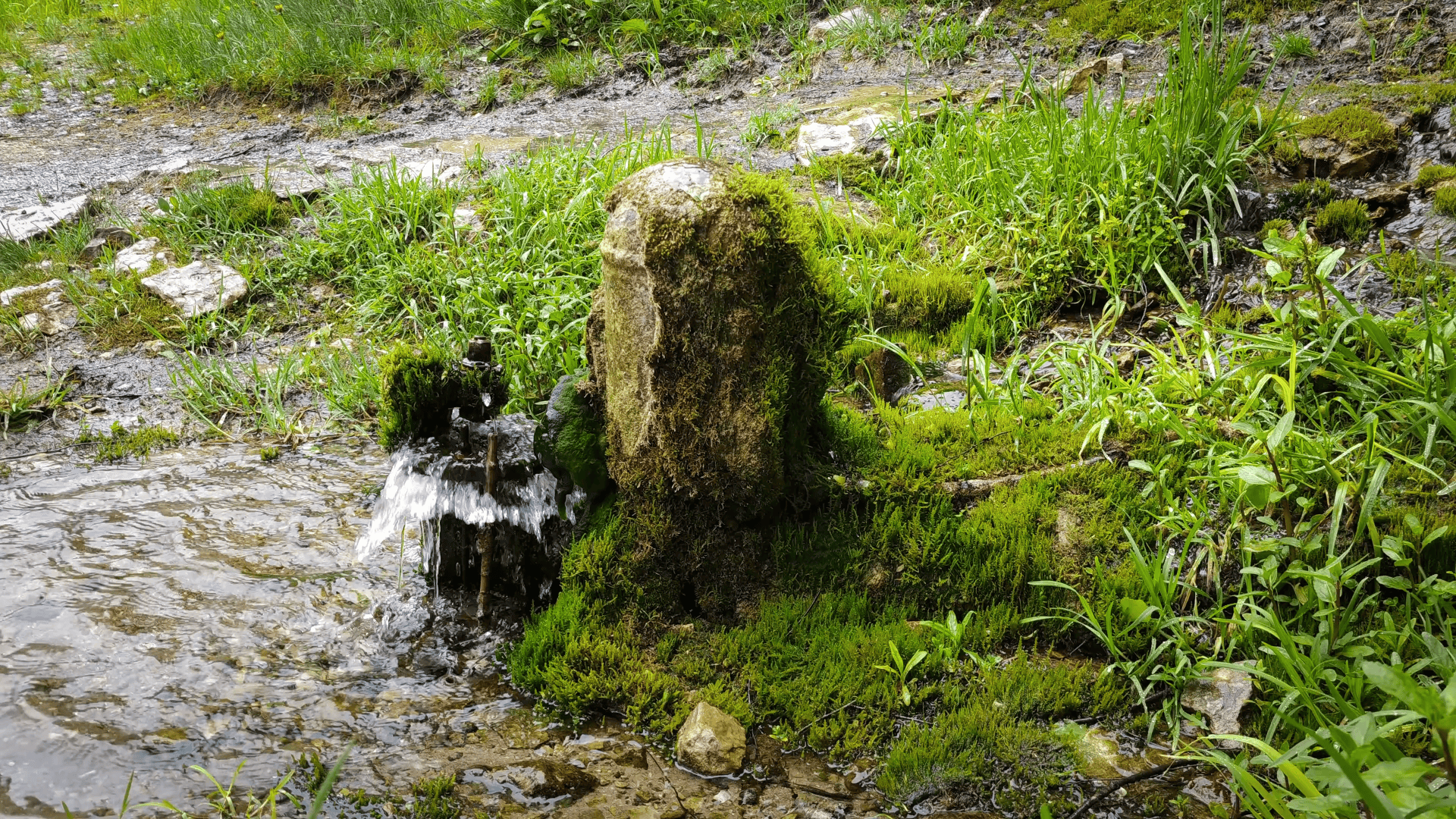 Reuges (Rõuge) skatu tornis "Pesapuu"