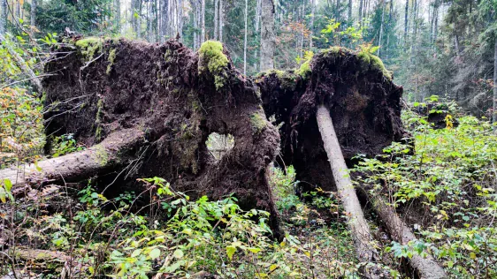 Mūsas tīreļa taka (Mūšos Tyrelio pažintinis takas)